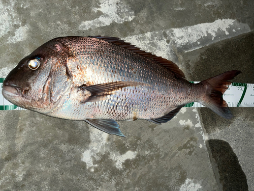 マダイの釣果