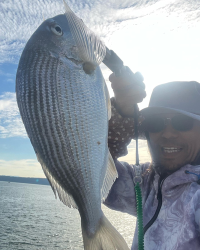 ヘダイの釣果