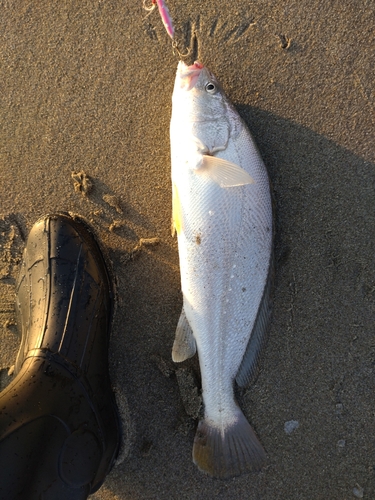 ニベの釣果