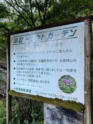 トラウトの釣果