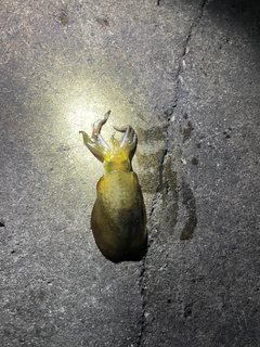 アオリイカの釣果