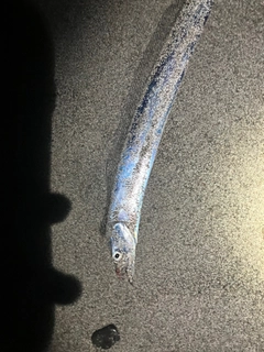 タチウオの釣果