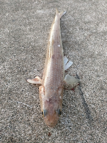 エソの釣果