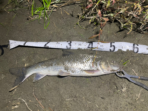 ニゴイの釣果