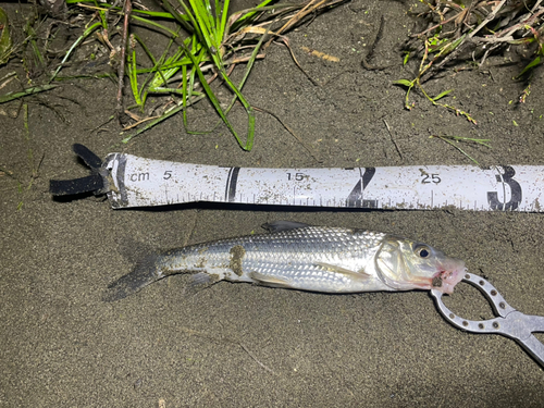 ニゴイの釣果