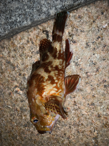 アラカブの釣果