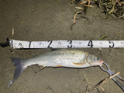 マルタウグイの釣果