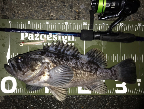 クロソイの釣果