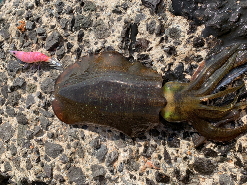 アオリイカの釣果