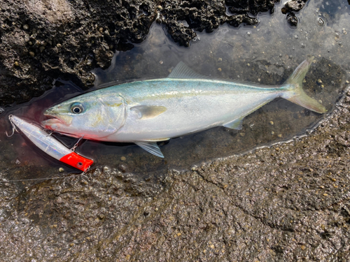 イナダの釣果