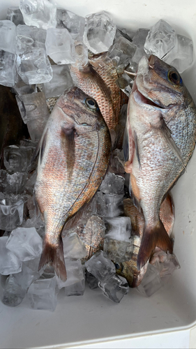 マダイの釣果