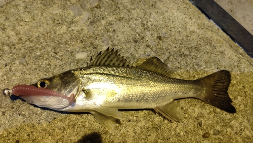 セイゴ（ヒラスズキ）の釣果