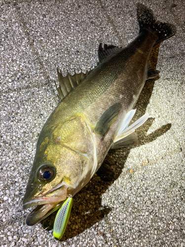 シーバスの釣果