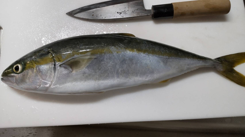 ツバスの釣果