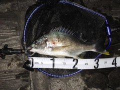 キビレの釣果