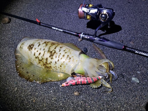 アオリイカの釣果