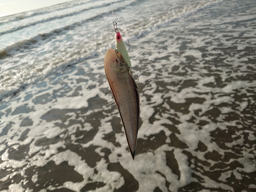 シタビラメの釣果