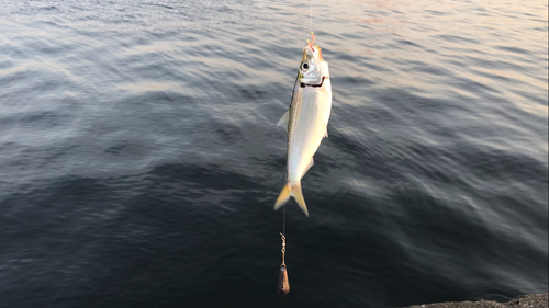 サッパの釣果