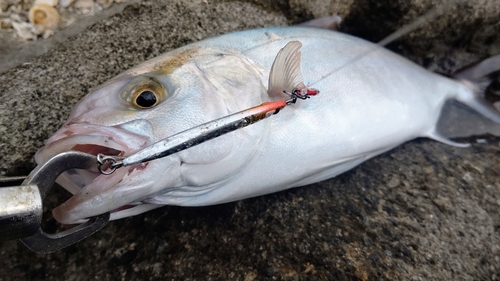 ショゴの釣果