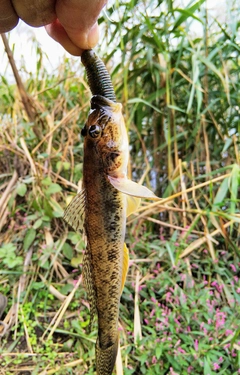 ハゼの釣果