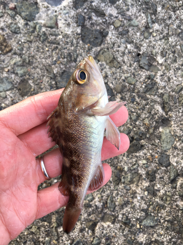 エゾメバルの釣果