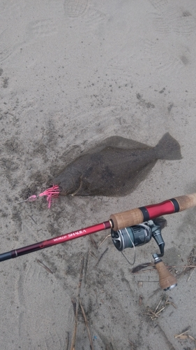 ヒラメの釣果