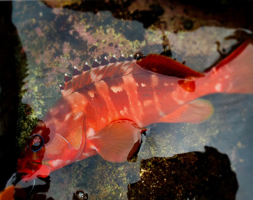 アカハタの釣果