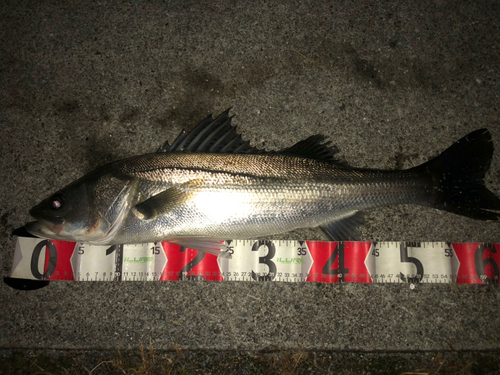 シーバスの釣果