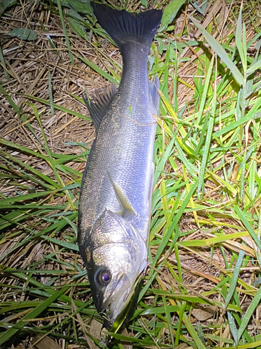 スズキの釣果