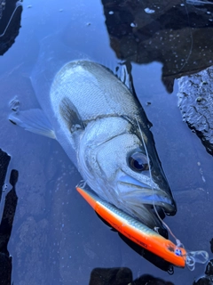 ヒラスズキの釣果