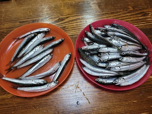 カタクチイワシの釣果