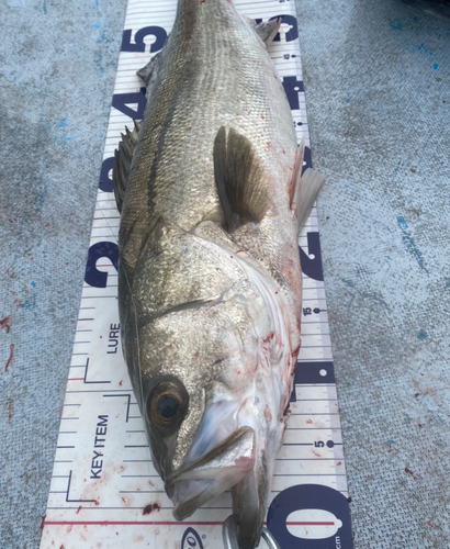 シーバスの釣果