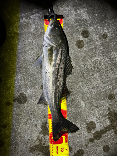 シーバスの釣果