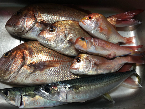 マダイの釣果