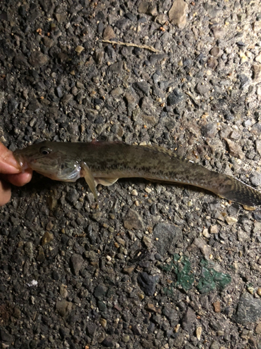 ハゼの釣果