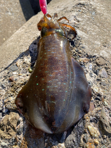 アオリイカの釣果