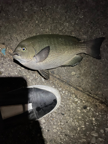 メジナの釣果