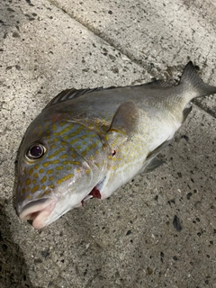 コロダイの釣果