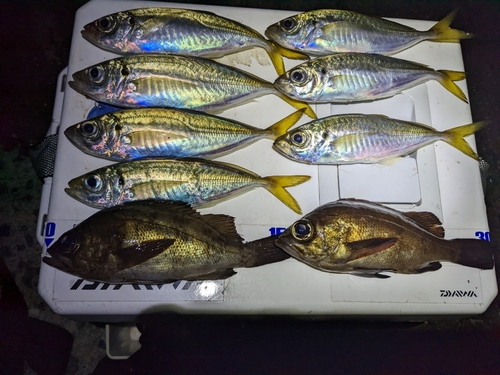 シロメバルの釣果