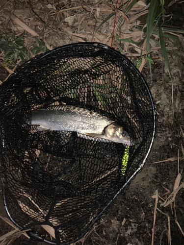 ウグイの釣果