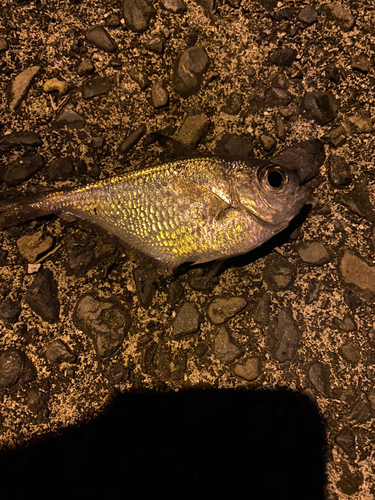 ミナミハタンポの釣果