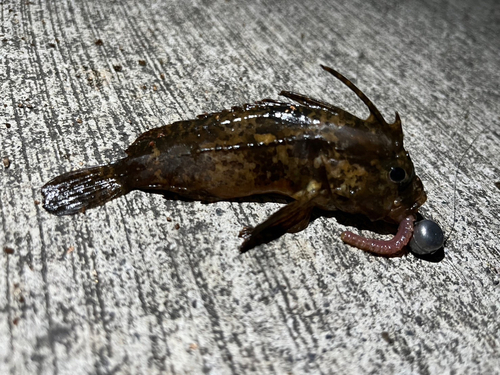 ハオコゼの釣果