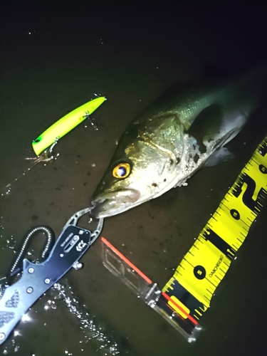 シーバスの釣果