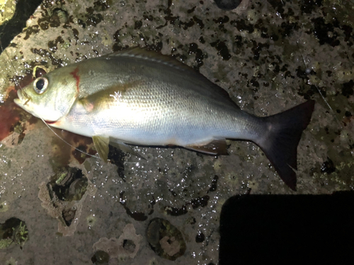 イサキの釣果