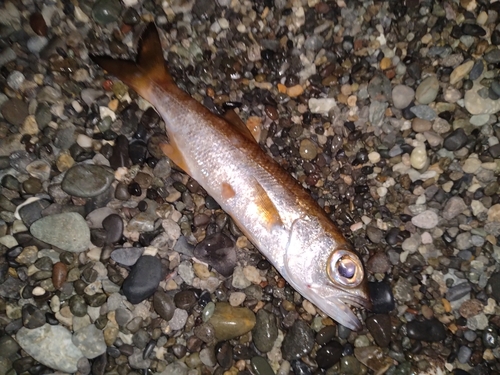 ムツの釣果