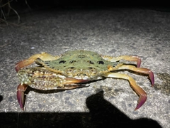 ワタリガニの釣果