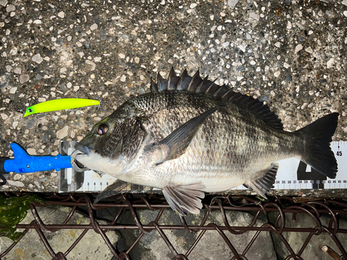 クロダイの釣果