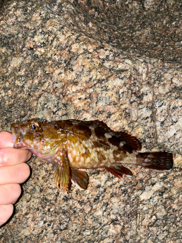 カサゴの釣果