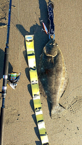 ヒラメの釣果