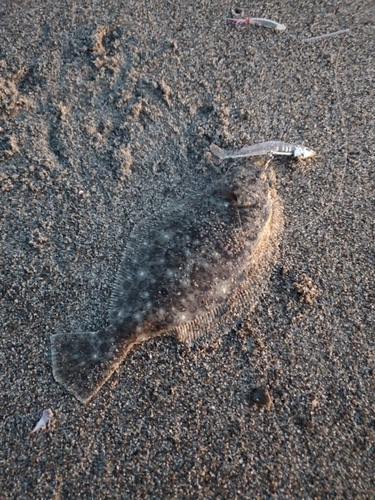 ソゲの釣果